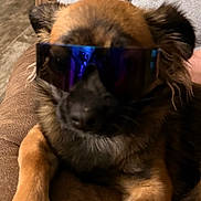 Bailey joined the competition — help win amazing prizes! animal, brown_couch, canine, casual, closeup, comfort, companion, cool, dog, domestic_animal, fur, furniture, indoor, pet, portrait, relaxed, resting, shade, sunglasses, wearable