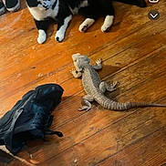 Oreo is registered to the contest to win money with this photo: cat, bearded_dragon, lizard, wooden_floor, shoe, black_and_white_cat, indoor, furniture, pet, animal, reptile, curious, flooring, claw, paw, tail, head, eye, black_shoe, sitting