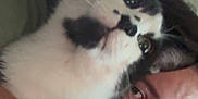Oreo is registered to the contest to win money with this photo: cat, person, indoor, closeup, black_and_white_cat, window, curtain, hug, face, whiskers, fur, eyebrows, portrait, expression, domestic_animal, pet, human, arm, light, cozy