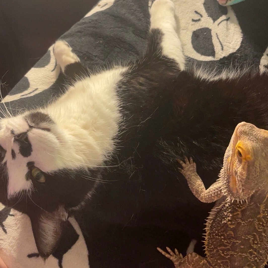 Oreo joined the competition — help win amazing prizes! animal, bearded_dragon, black_and_white_cat, blanket, cat, close_up, companion, cozy, cute, furry, indoor, laying_down, paw, pet, relaxed, reptile, resting, scaly, skull_pattern, tail