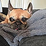 blanket, blanket_texture, close_up, couch, cozy, dog, ears, eyes, french_bulldog, fur, indoor, living_room, muzzle, nose, pet, portrait, resting, sleepy, soft, tongue