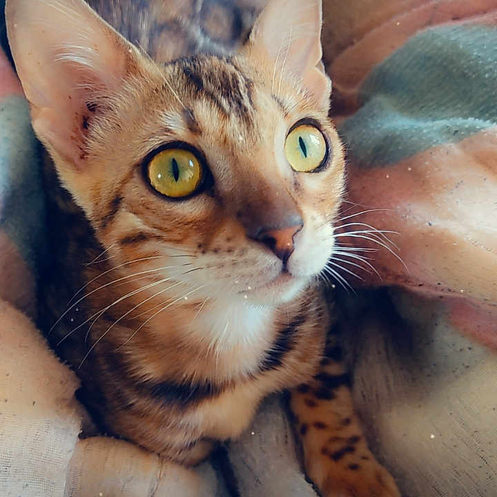 Rajah
