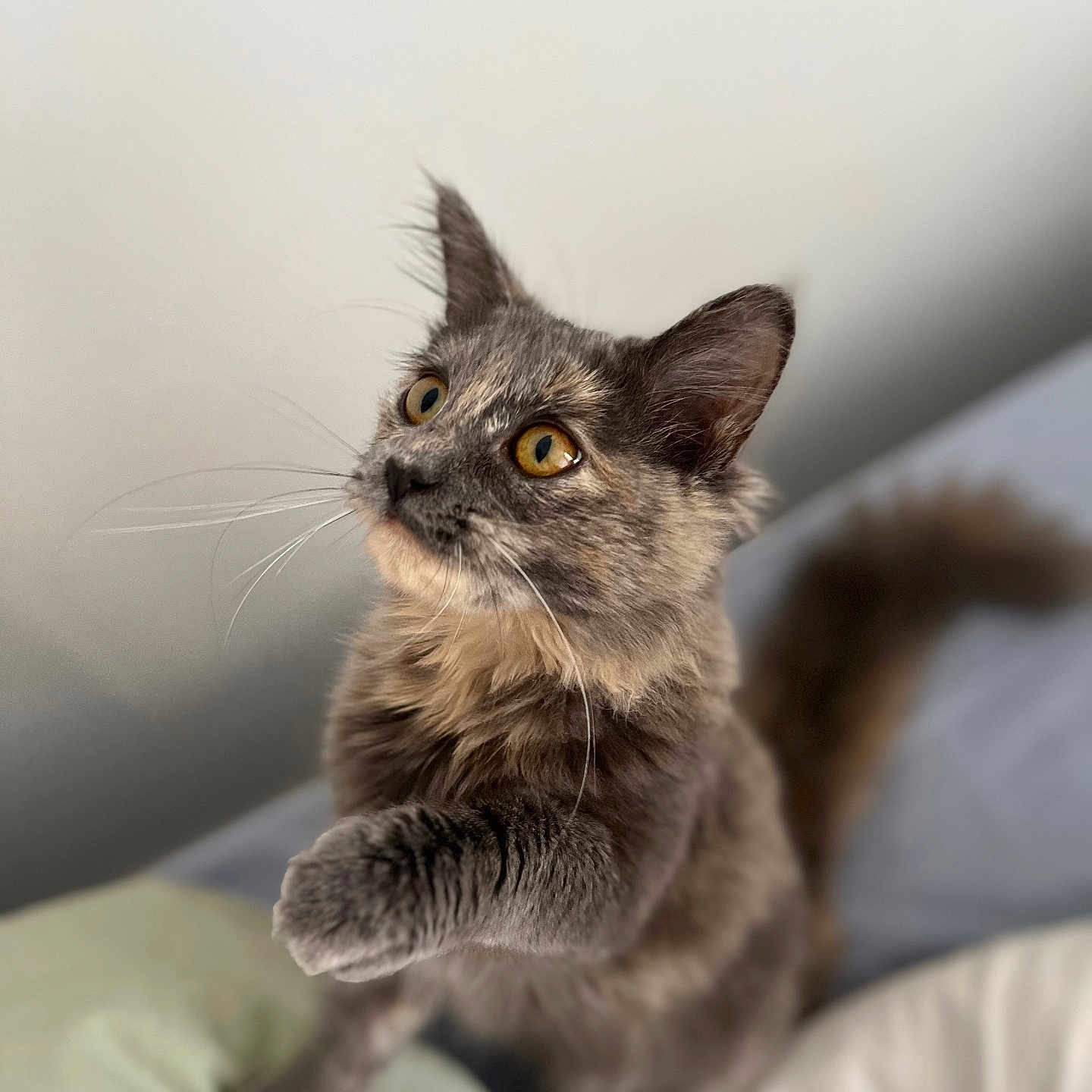 Keïla participe au concours pour gagner de l'argent avec cette photo : alert, amber_eyes, animal, cat, closeup, curious, cute, domestic_cat, feline, fluffy, furry, gray_cat, indoor, paw, pet, playful, soft_background, tabby, whiskers, young_cat