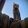 animal, cat, closeup, dusk, feline, fence, low_angle, outdoor, paws, portrait, sitting, sky, stripes, tabby_cat, telephone_wire, texture, utility_pole, vigilant, whiskers, wooden_fence