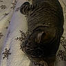 bed, blanket, cat, close_up, cozy, domestic_animal, ear, fur, head, indoor, nap, pet, resting, sleeping, snowflake_pattern, soft, striped, tabby_cat, texture, whiskers