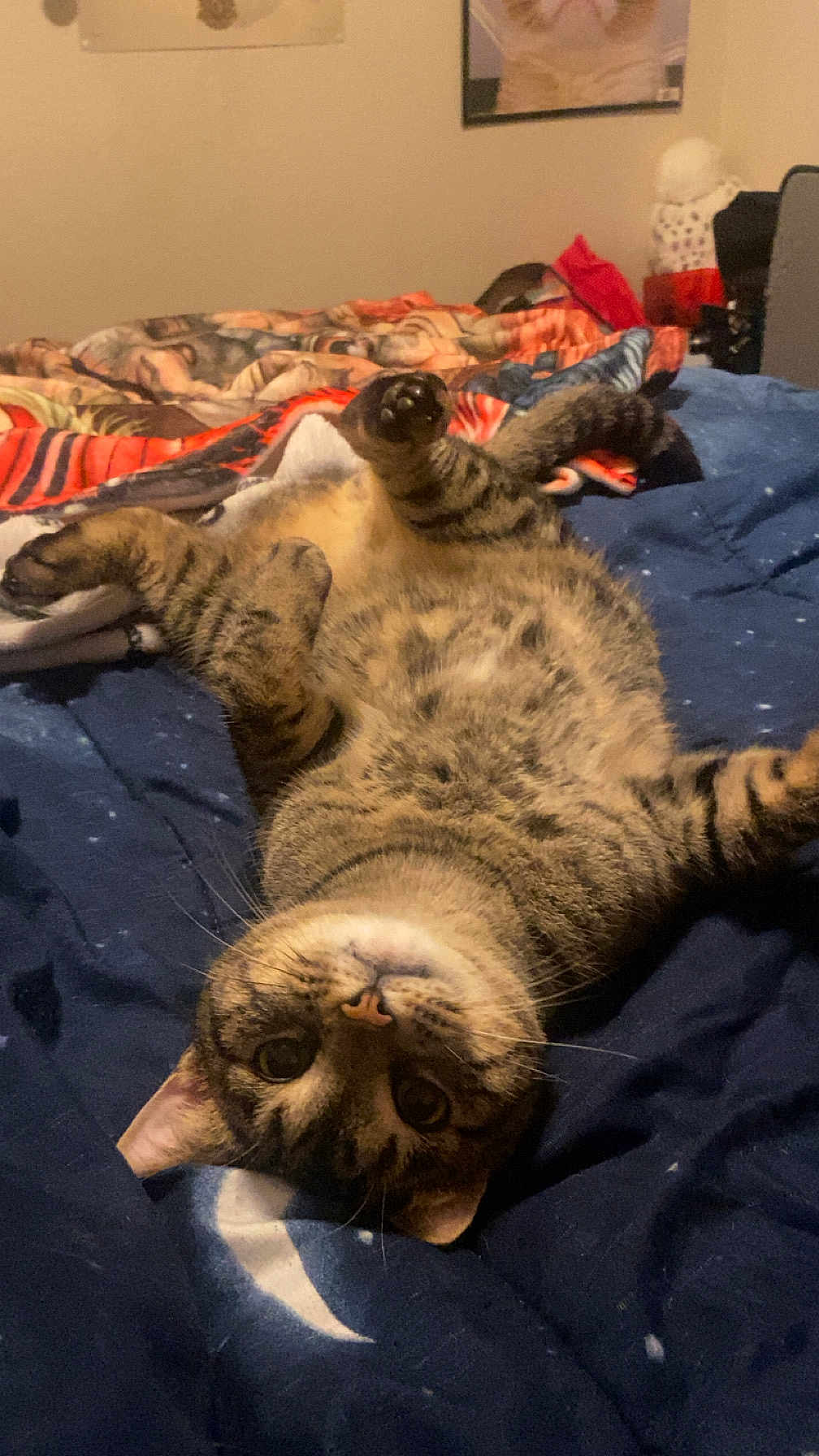 Misha is registered to the contest to win money with this photo: cat, tabby, upside_down, bed, blanket, indoor, pet, feline, whiskers, paws, curious, cozy, striped, cute, resting, animal, fur, domestic_cat, sleepy, room