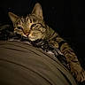 blanket, cat, closeup, cozy, dark_background, fabric, face, feline, indoor, lying_down, night, paw, pet, portrait, relaxed, sleepy, soft_lighting, striped_fur, tabby_cat, whiskers