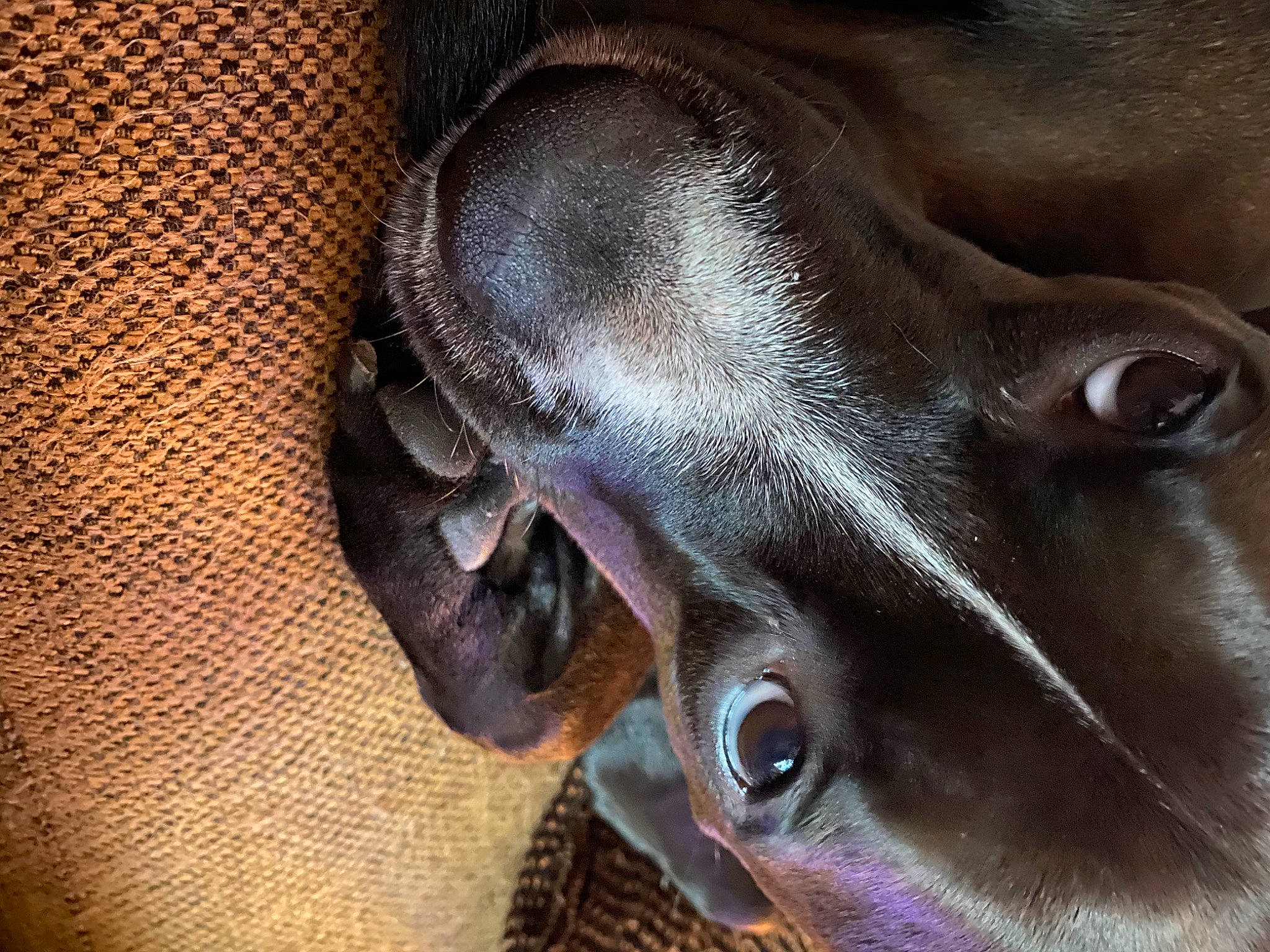 Dak joined the competition — help win amazing prizes! canidae, carnivore, dog, dog_breed, ear, eye, fawn, italian_greyhound, nose, pointing_breed, snout, sporting_group, weimaraner, whiskers