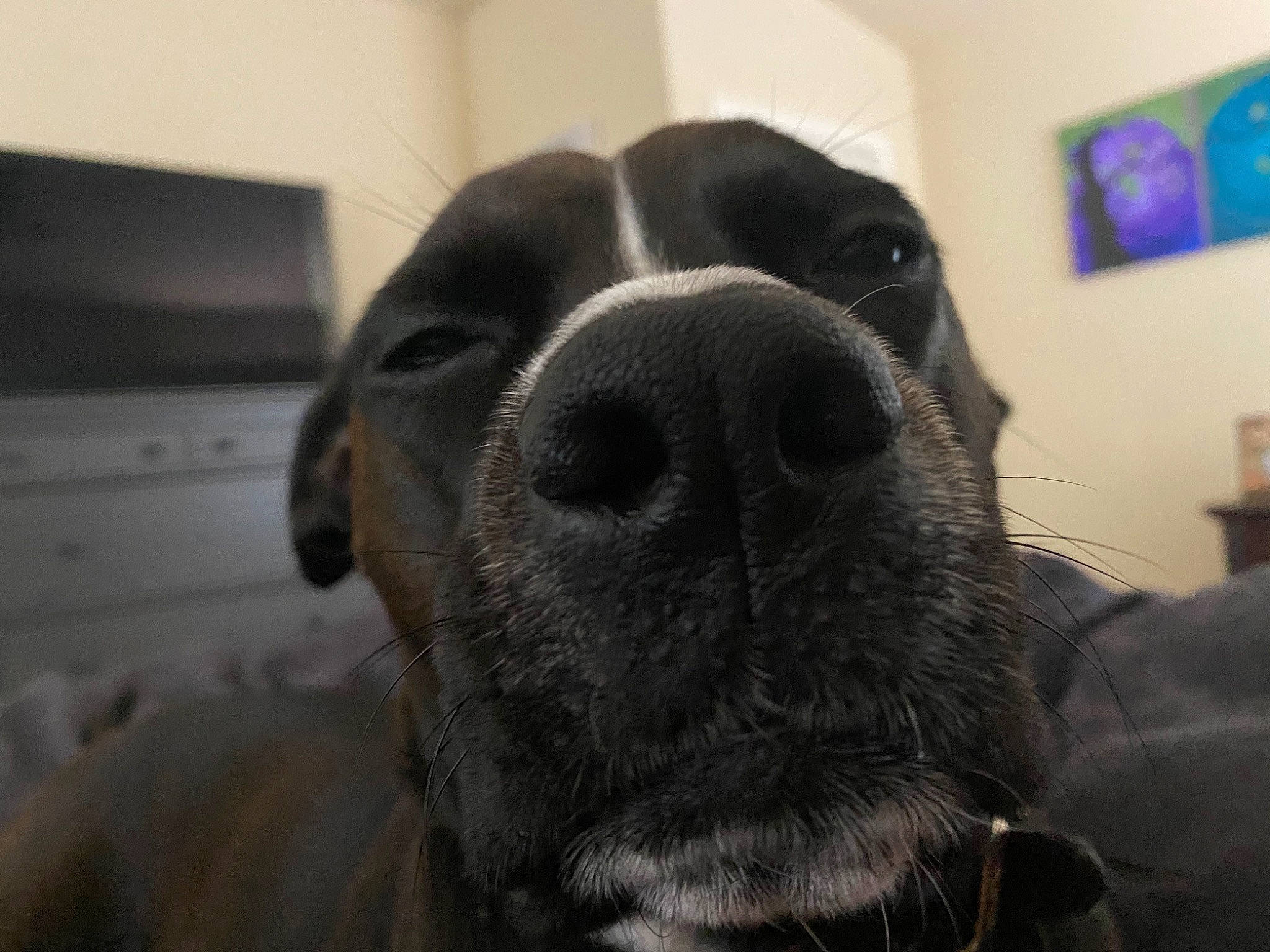 Dak joined the competition — help win amazing prizes! canidae, carnivore, close_up, companion_dog, dog, dog_breed, ear, eye, head, labrador_retriever, nose, puppy, snout, sporting_group, whiskers