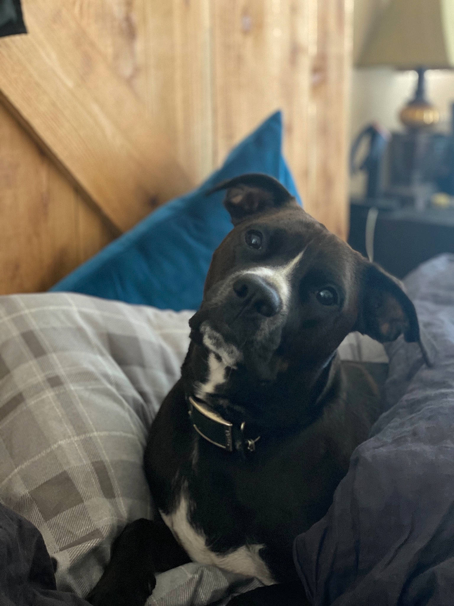 Dak is registered to the contest to win money with this photo: american_pit_bull_terrier, american_staffordshire_terrier, canidae, carnivore, companion_dog, dog, dog_breed, ear, fawn, mammal, non_sporting_group, pit_bull, snout, sporting_group, staffordshire_bull_terrier, whiskers