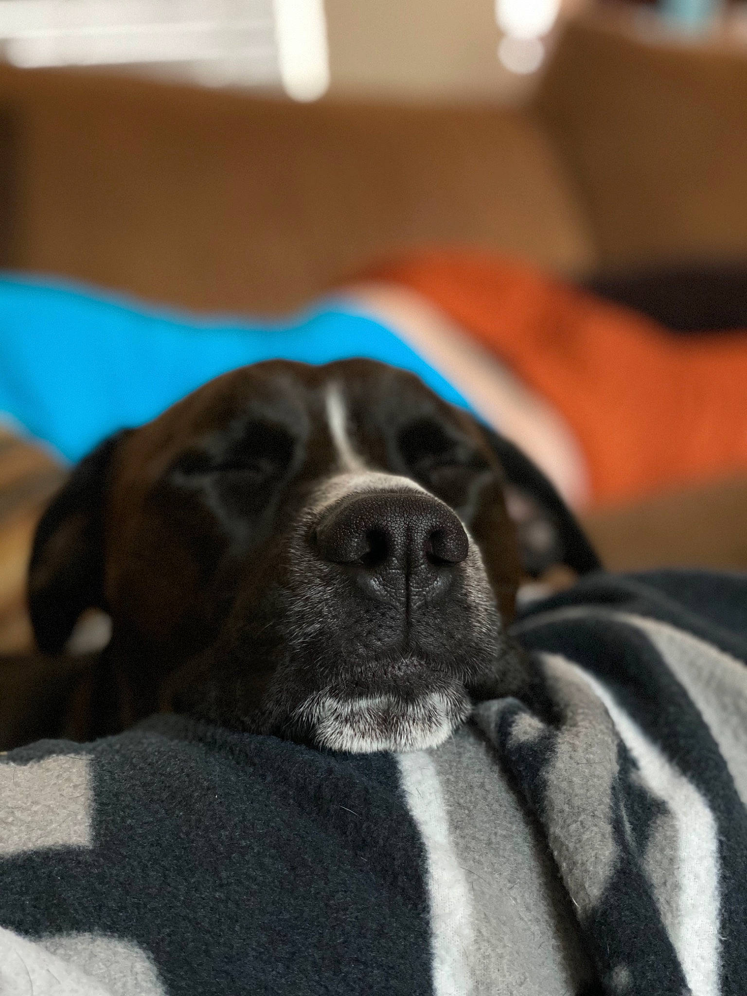 Dak joined the competition — help win amazing prizes! boxer, canidae, carnivore, companion_dog, dog, dog_breed, fawn, mammal, nose, pointer, puggle, puppy, snout, sporting_group, whiskers