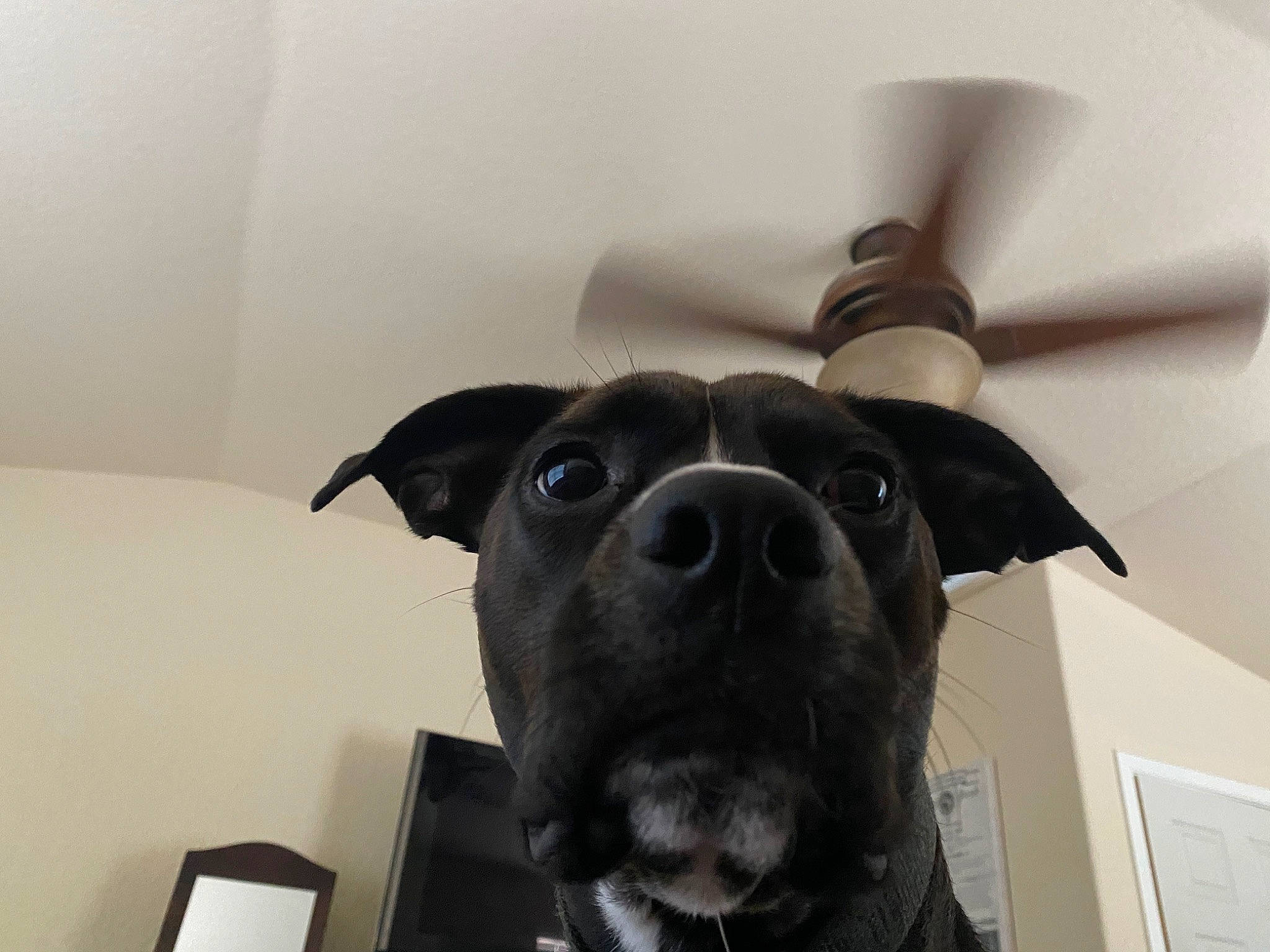 Dak is registered to the contest to win money with this photo: american_pit_bull_terrier, canidae, carnivore, companion_dog, dog, dog_breed, ear, eye, labrador_retriever, non_sporting_group, nose, pit_bull, puppy, rare_breed_dog, room, snout, sporting_group, staffordshire_bull_terrier, whiskers