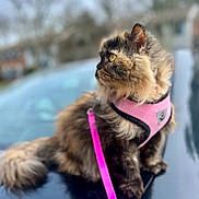 Lolita joined the competition — help win amazing prizes! cat, fluffy, long_hair, brown_fur, tortoiseshell, green_eye, golden_eye, pink_harness, leash, pet, animal, portrait, outdoor, seated, side_profile, whiskers, ears, fur, blurred_background, close_up