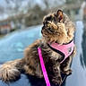 cat, fluffy, long_hair, brown_fur, tortoiseshell, green_eye, golden_eye, pink_harness, leash, pet, animal, portrait, outdoor, seated, side_profile, whiskers, ears, fur, blurred_background, close_up