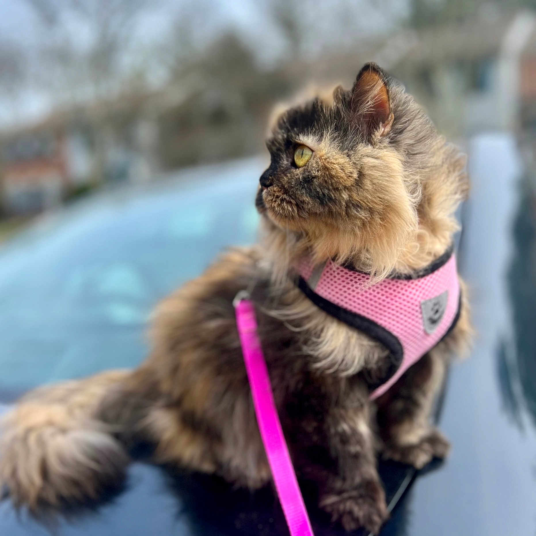 Lolita
