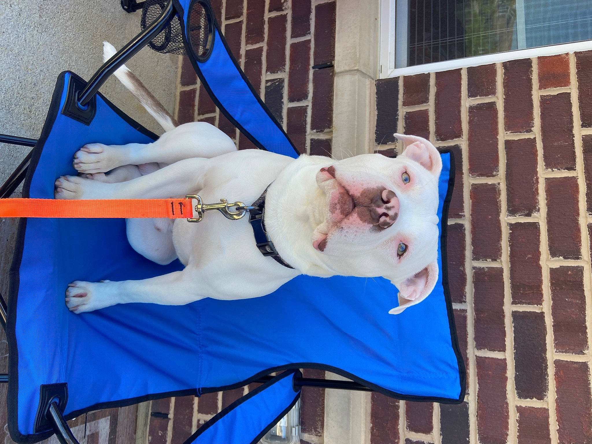 Cairo joined the competition — help win amazing prizes! american_bulldog, american_staffordshire_terrier, australian_bulldog, bulldog, canidae, carnivore, companion_dog, dog, dog_breed, fawn, french_bulldog, leash, non_sporting_group, olde_english_bulldogge, pit_bull, puppy