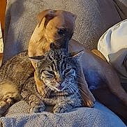 Vulcain participe au concours pour gagner de l'argent avec cette photo : blanket, brown_dog, cat, close_up, comfort, companion, couch, cozy, cute, dog, furniture, home, indoor, paws, pet, small_dog, snuggling, tabby_cat, tongue_out, whiskers