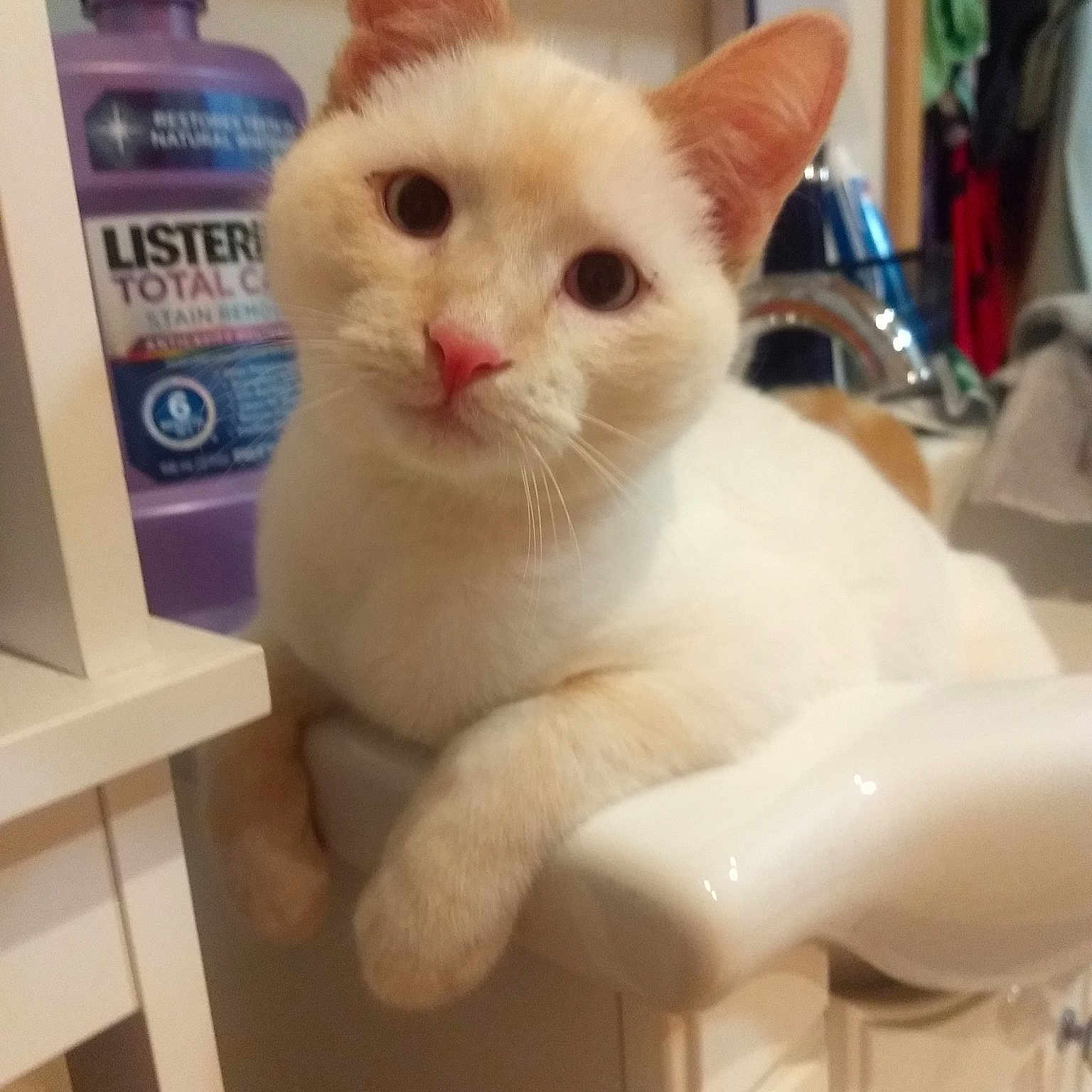 Harvick joined the competition — help win amazing prizes! asian, burmilla, carnivore, cat, colorpoint_shorthair, domestic_short_haired_cat, ear, european_shorthair, eye, felidae, javanese, khao_manee, kitten, mammal, ojos_azules, small_to_medium_sized_cats, turkish_angora, turkish_van, vertebrate, whiskers