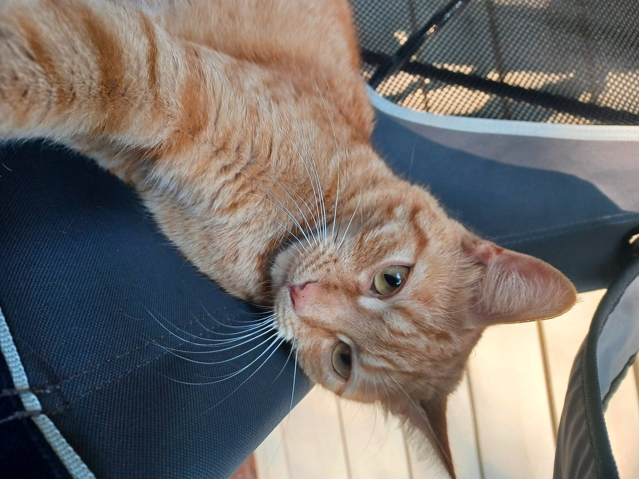 Doodle is registered to the contest to win money with this photo: carnivore, cat, claw, comfort, domestic_short_haired_cat, ear, eye, fawn, felidae, foot, fur, gesture, leg, small_to_medium_sized_cats, snout, tail, tree, whiskers, window, wrinkle