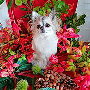 Choupette a rejoint le concours — aidez-le/la à gagner de superbes lots ! dog, animal, autumn, fall, leaves, pine_cones, nuts, red, green, white, fluffy, pet, portrait, nature, still_life, indoor, decor, cute, small_dog, chihuahua