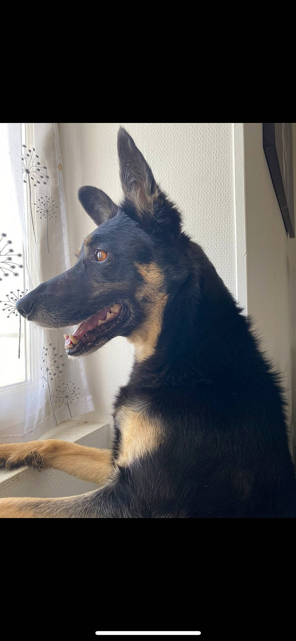 Joke a rejoint le concours — aidez-le/la à gagner de superbes lots ! canidae, carnivore, collar, companion_dog, dog, dog_breed, dog_collar, fur, herding_dog, king_shepherd, sporting_group, tints_and_shades, whiskers, window, working_animal, working_dog