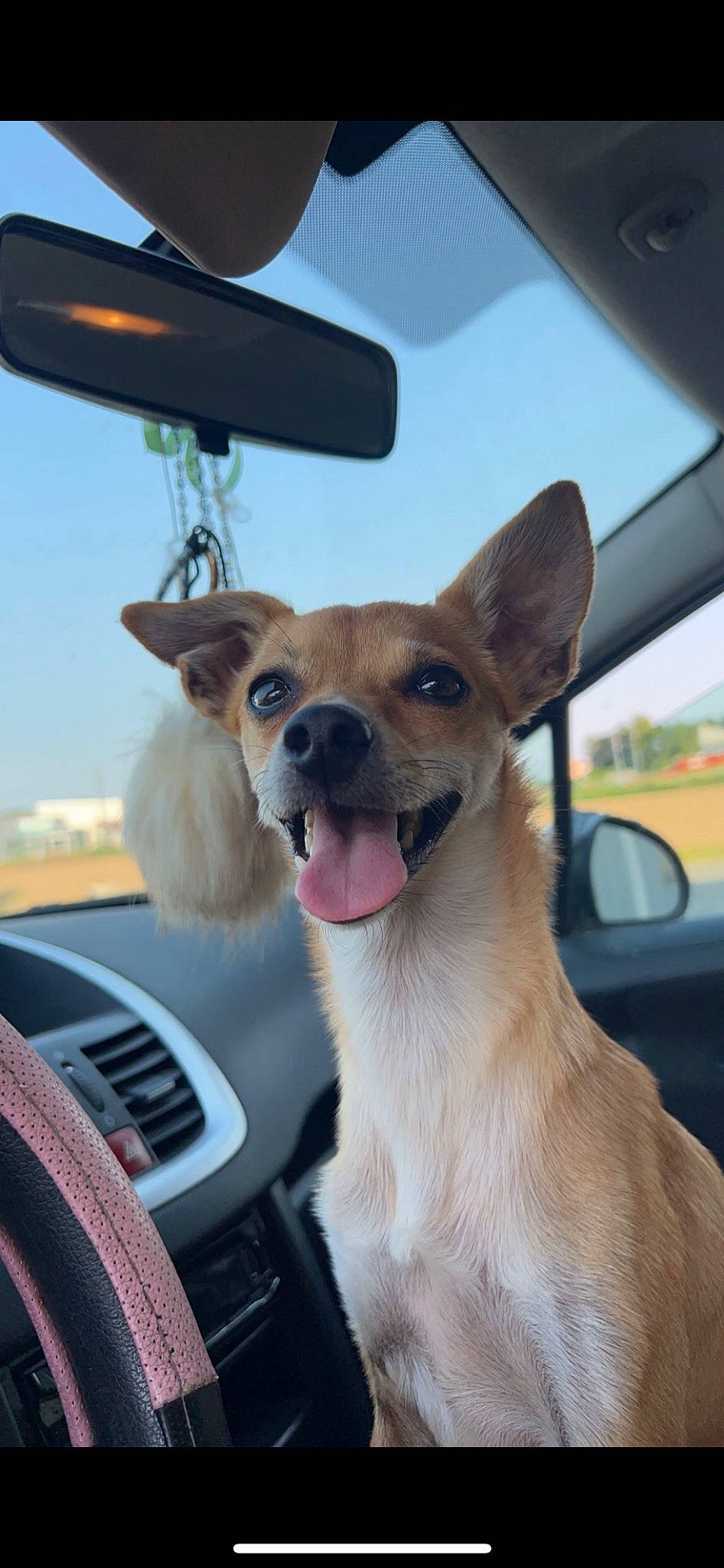 Pit participe au concours pour gagner de l'argent avec cette photo : auto_part, automotive_exterior, automotive_mirror, car, carnivore, collar, companion_dog, dog, dog_breed, fawn, motor_vehicle, rear_view_mirror, sky, steering_wheel, sunglasses, travel, vehicle, vehicle_door, whiskers, window