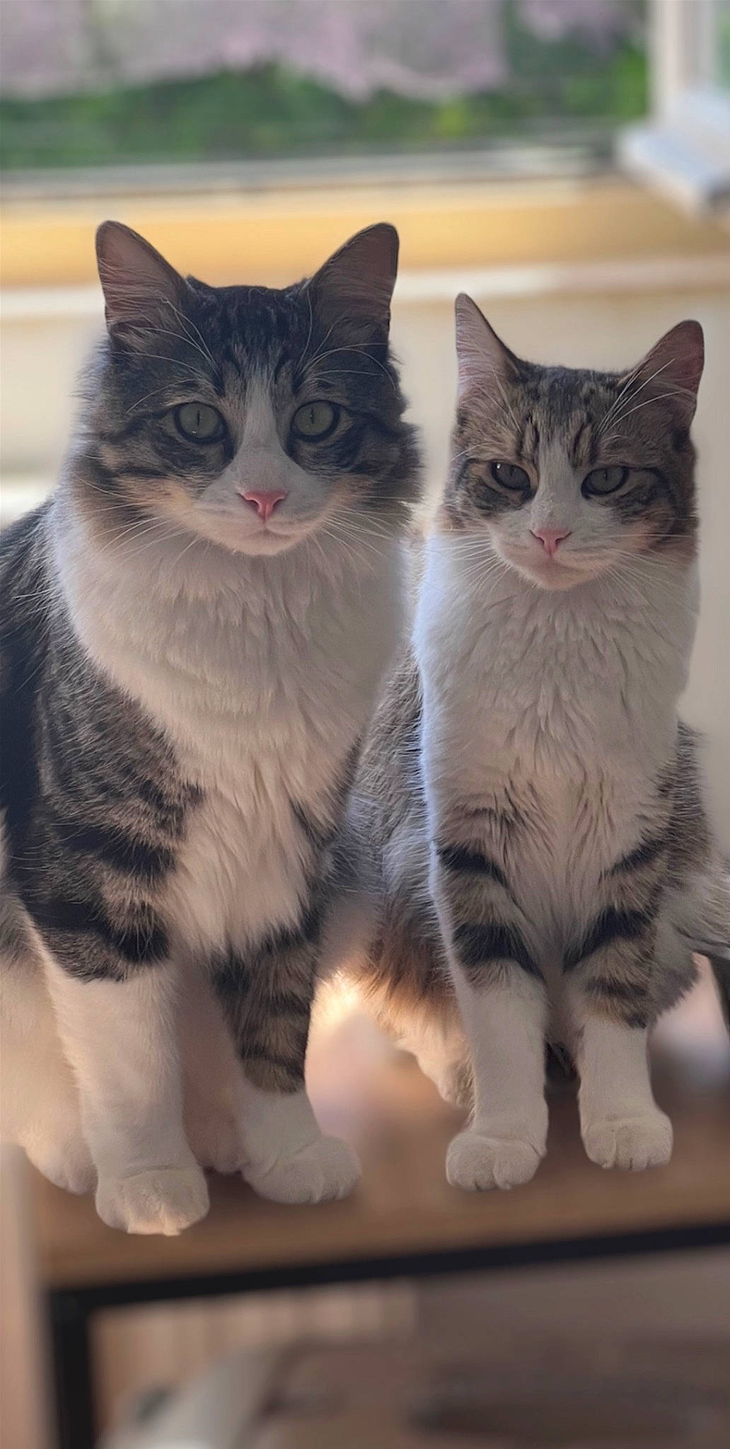 Goten participe au concours pour gagner de l'argent avec cette photo : carnivore, cat, claw, domestic_short_haired_cat, felidae, fur, grey, paw, photo_caption, small_to_medium_sized_cats, snout, tail, whiskers