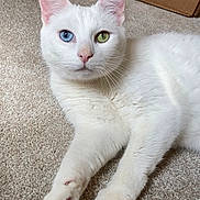 Casper joined the competition — help win amazing prizes! cat, white_cat, heterochromia, blue_eye, green_eye, indoor, carpet, paw, feline, pet, relaxed, closeup, cute, animal, whiskers, pink_nose, box, domestic_cat, laying_down, fur