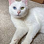 cat, white_cat, heterochromia, blue_eye, green_eye, indoor, carpet, paw, feline, pet, relaxed, closeup, cute, animal, whiskers, pink_nose, box, domestic_cat, laying_down, fur