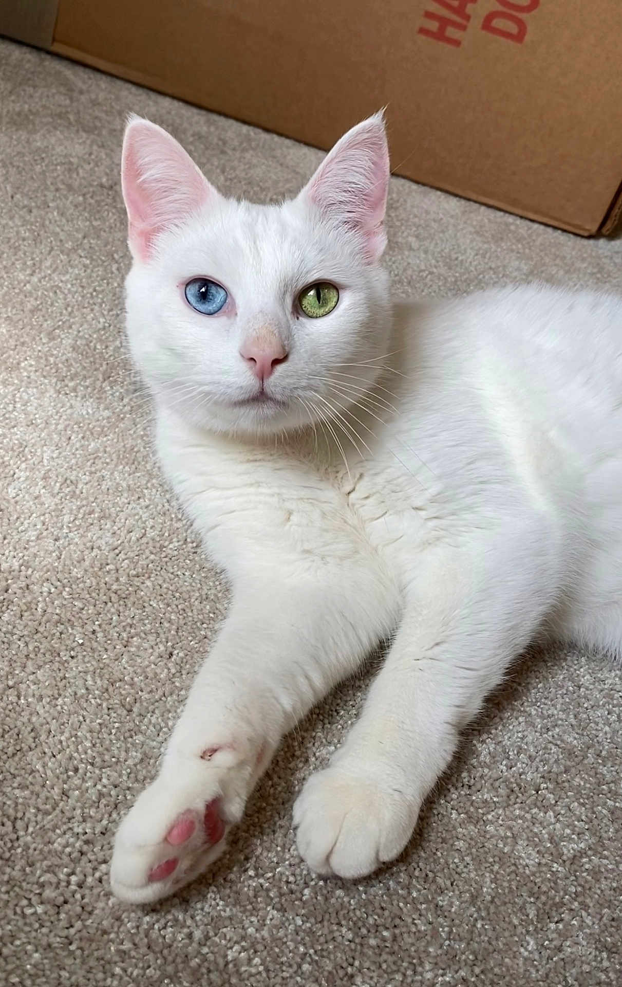 Casper