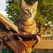 Tyra is registered to the contest to win money with this photo: cat, tabby_cat, animal, outdoor, fence, wood, sunlight, tree, greenery, nature, pet, curious, daylight, closeup, portrait, whiskers, ears, tail, domestic_cat, background_blur