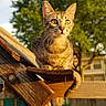 cat, tabby_cat, animal, outdoor, fence, wood, sunlight, tree, greenery, nature, pet, curious, daylight, closeup, portrait, whiskers, ears, tail, domestic_cat, background_blur