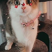 Trixie joined the competition — help win amazing prizes! cat, pet, indoor, cat_tree, collar, bell, fur, whiskers, ears, eyes, cute, animal, feline, sparkles, butterfly_stickers, pink_collar, tabby, white_fur, standing, curious
