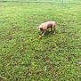 Kong is registered to the contest to win money with this photo: dog, grass, outdoor, pet, ball, fence, yard, canine, field, playing, brown_dog, animal, nature, daytime, lawn, mammal, grass_field, domestic_animal, standing, leisure