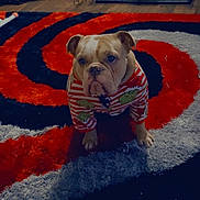 Kong is registered to the contest to win money with this photo: bulldog, dog, pet, indoor, carpet, striped_clothing, grinch, crate, floor, pattern, red, black, white, furniture, animal, canine, cute, portrait, home, paws