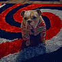 bulldog, dog, pet, indoor, carpet, striped_clothing, grinch, crate, floor, pattern, red, black, white, furniture, animal, canine, cute, portrait, home, paws