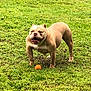 Kong joined the competition — help win amazing prizes! dog, bulldog, pet, animal, grass, outdoor, playful, ball, greenery, happy, tongue_out, standing, mammal, canine, nature, summer, daylight, field, alert, muscular