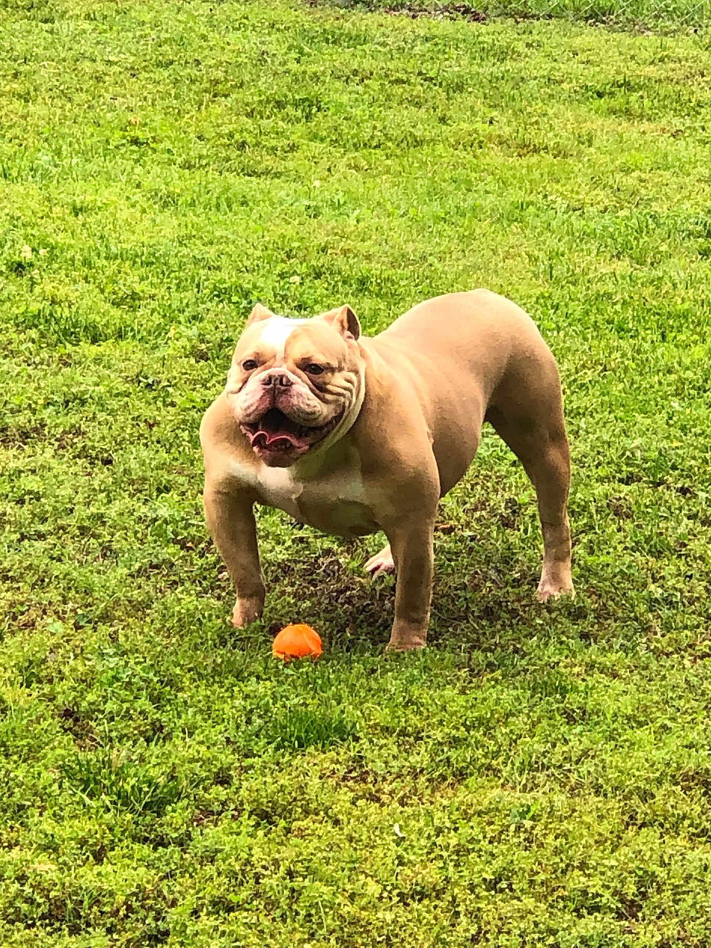 Kong