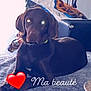 animal, canine, clothing, couch, cushion, dog, face, furniture, head, heart, homedecor, hound, labradorretriever, person, pet, photography, portrait, puppy, sleeping, t_shirt