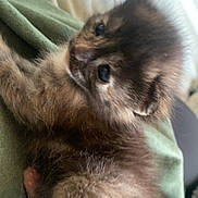 Nala joined the competition — help win amazing prizes! adorable, animal, cat, closeup, cozy, curious, cute, fabric, feline, furry, green, indoor, kitten, laying, pet, resting, small, soft, whiskers, young