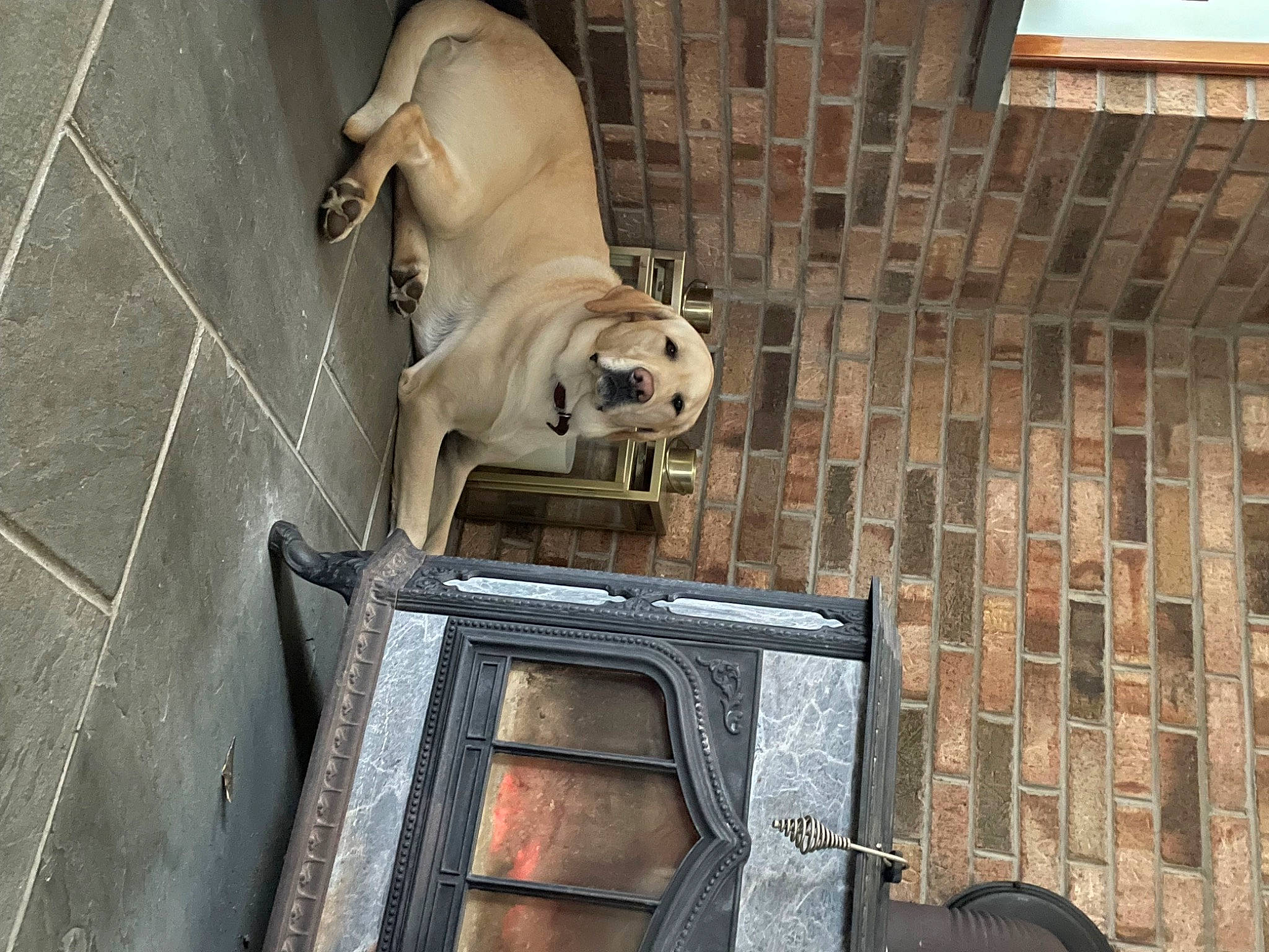 Thea is registered to the contest to win money with this photo: art, brick, brickwork, building, canidae, carnivore, companion_dog, dog, dog_breed, door, facade, fawn, metal, snout, sporting_group, toy_dog, wall, window, wood, working_animal