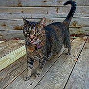 Moe joined the competition — help win amazing prizes! cat, tabby, green_eyes, tongue_out, wooden_deck, wooden_wall, outdoor, pet, animal, curious, whiskers, feline, standing, four_legs, collar, ears, tail_up, close_up, nature, daylight