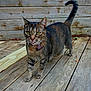 cat, tabby, green_eyes, tongue_out, wooden_deck, wooden_wall, outdoor, pet, animal, curious, whiskers, feline, standing, four_legs, collar, ears, tail_up, close_up, nature, daylight