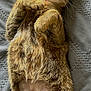 Moe joined the competition — help win amazing prizes! cat, tabby, relaxed, sleeping, pet, animal, feline, fur, whiskers, paws, collar, bed, blanket, cute, resting, domestic_animal, indoor, mammal, sleep, peaceful