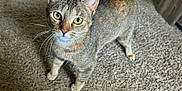 Moe is registered to the contest to win money with this photo: cat, tabby_cat, carpet, whiskers, pet, animal, indoor, feline, curious, alert, standing, looking_up, ears, tail, fur, four_legs, domestic_animal, close_up, yellow_eyes, home