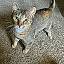 cat, tabby_cat, carpet, whiskers, pet, animal, indoor, feline, curious, alert, standing, looking_up, ears, tail, fur, four_legs, domestic_animal, close_up, yellow_eyes, home