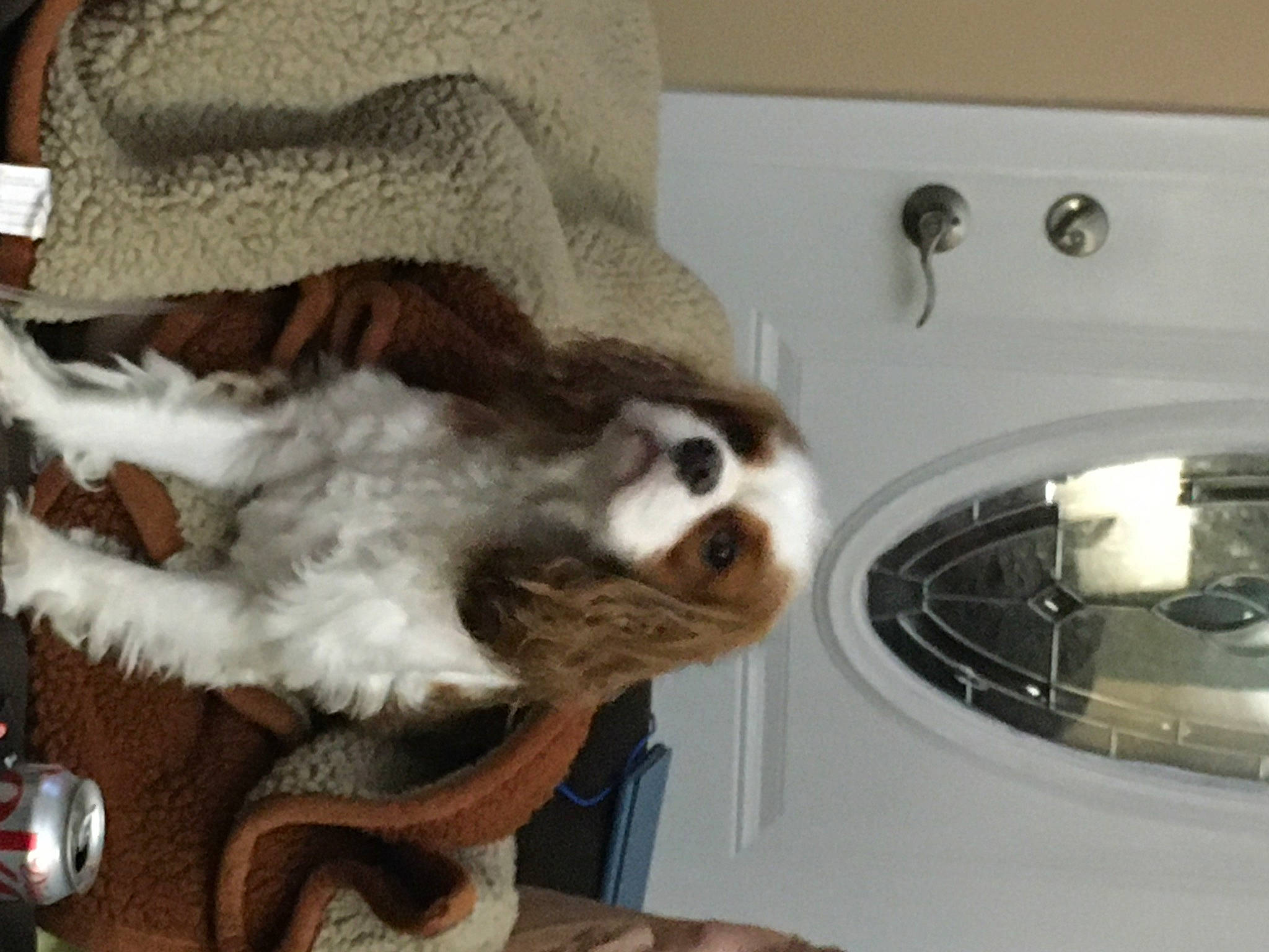 Kai joined the competition — help win amazing prizes! carnivore, companion_dog, dog_breed, fawn, felidae, fur, gas, home_appliance, kitchen_appliance, kitchen_stove, laundry_room, major_appliance, plumbing_fixture, primate, small_to_medium_sized_cats, sporting_group, stove, tail, washing_machine, whiskers