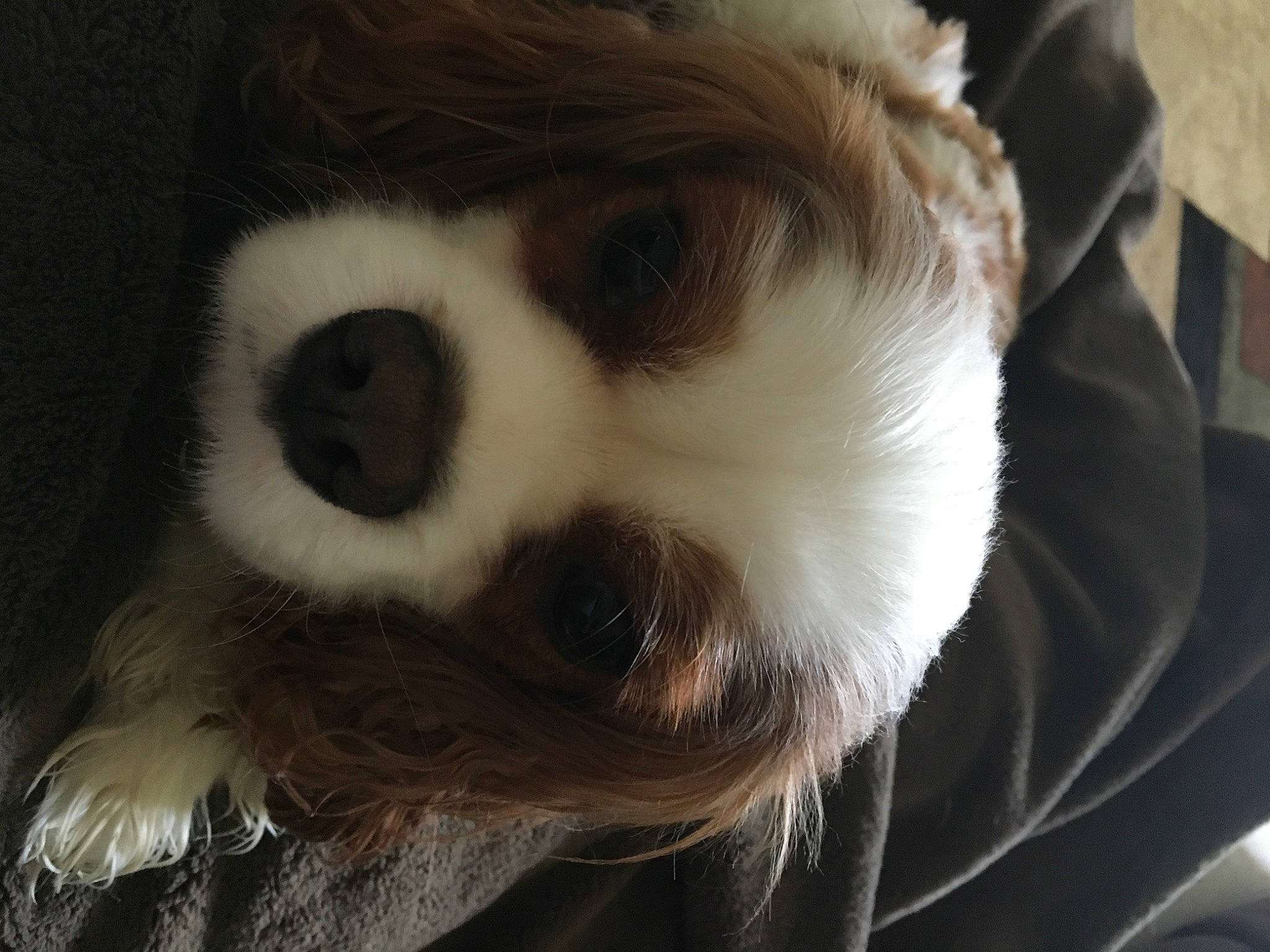 Kai is registered to the contest to win money with this photo: bored, canidae, carnivore, close_up, companion_dog, dog, dog_breed, fawn, fur, non_sporting_group, puppy, snout, sporting_group, terrestrial_animal, toy_dog, whiskers, wildlife, working_animal