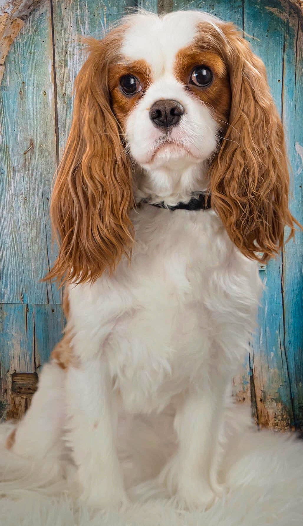 Kai is registered to the contest to win money with this photo: canidae, carnivore, cavalier_king_charles_spaniel, companion_dog, dog, dog_breed, door, fawn, fur, king_charles_spaniel, liver, snout, spaniel, sporting_group, toy_dog, working_animal