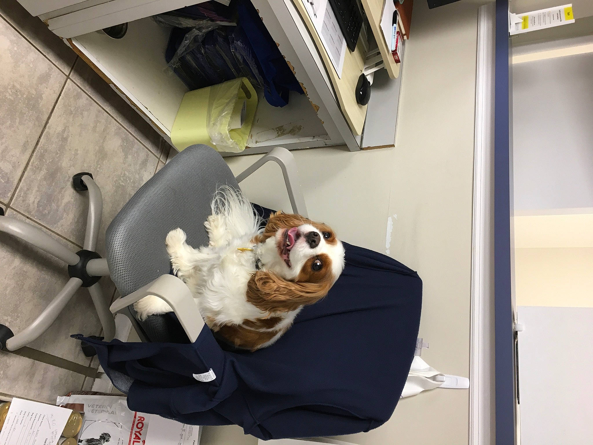 Kai is registered to the contest to win money with this photo: bag, canidae, carnivore, comfort, companion_dog, couch, dog, dog_breed, fur, machine, non_sporting_group, room, snout, sporting_group, stuffed_toy, tail, toy, vehicle_door, whiskers